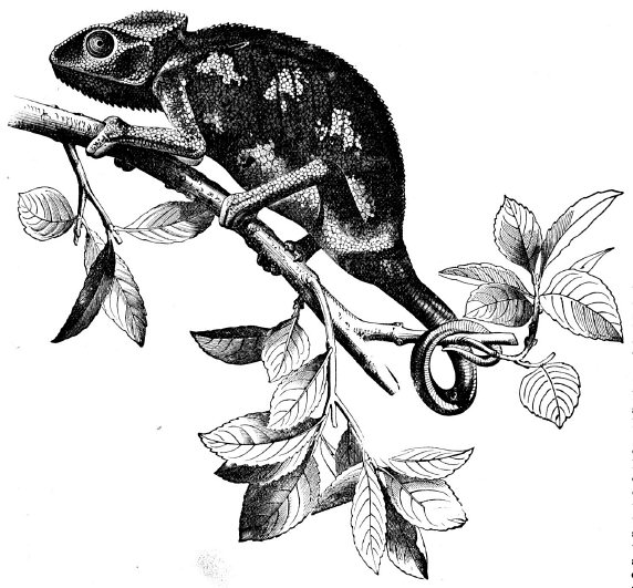 Theobald is like Zelig, the human chameleon, who could look and act like whoever is around him, acting differently depending on the type of audience (like Obama does)