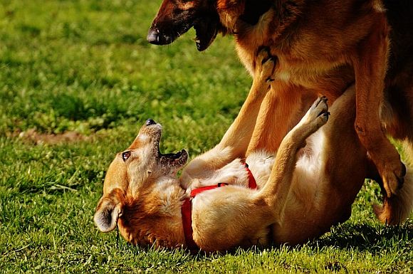 A realist realizes that this sharing fantasy is a socialist wet dream and in a system based upon predatory capitalism like the USA, dog eat dog is the actuality, not dog share with dog