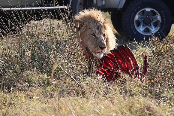 Being outraged at Big Oil and Gas for all the harm they've done is, according to Maddow, 'like being indignant when a lion takes down and eats a gazelle�you can�t really blame the lion�it�s in her nature