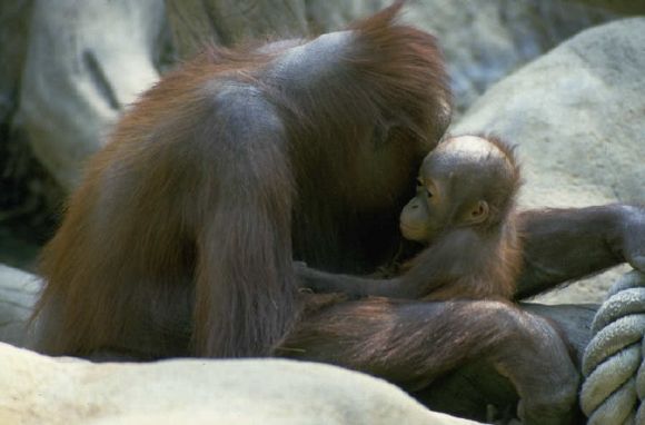 Apes and monkeys have well-developed social organization, and any tendency for either to be less social is simply a function of food scarcity�like the orangutans experience