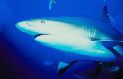 Shark (not deserving indigestion)