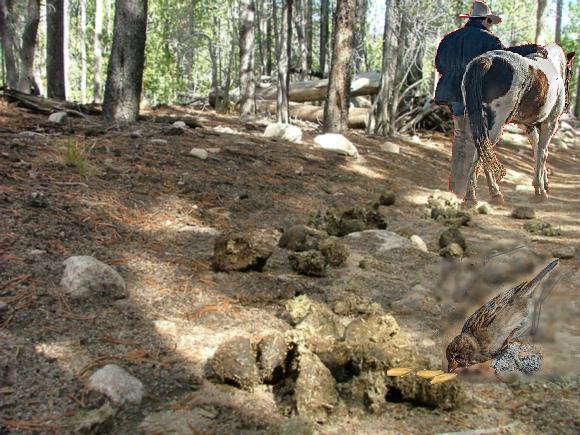 The horse-and-sparrow theory: If you feed the horse (elites) enough oats, some will pass through to the road for the sparrows (citizens)