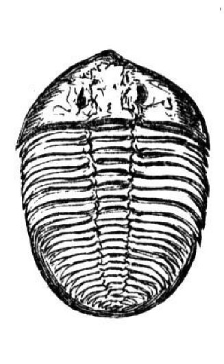 After ages during which the earth produced harmless trilobites and butterflies . . .