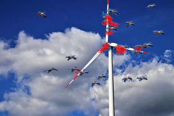 Millions of birds and bats are killed every year from the massive spinning blades from wind farm turbines